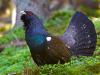 Auerhuhn (Tetrao urogallus)