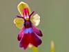 Fliegen-Ragwurz (Ophrys insectifera)
