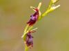 Fliegen-Ragwurz (Ophrys insectifera)