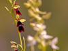 Fliegen-Ragwurz (Ophrys insectifera)
