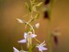 ZweiblÃ¤ttrige Waldhyazinthe (Platanthera bifolia)