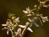 ZweiblÃ¤ttrige Waldhyazinthe (Platanthera bifolia)