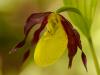 Gelber Frauenschuh (Cypripedium calceolus)