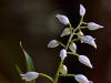 LangblÃ¤ttriges WaldvÃ¶glein oder SchwertblÃ¤ttriges WaldvÃ¶glein (Cephalanthera longifolia) 
