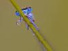Hufeisen-Azurjungfer (Coenagrion puella)