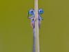 Hufeisen-Azurjungfer (Coenagrion puella)