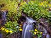 Sumpfdotterblume (Caltha palustris)