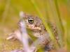 KreuzkrÃ¶te (Bufo calamita)