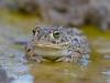 KreuzkrÃ¶te (Bufo calamita)