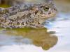 KreuzkrÃ¶te (Bufo calamita)
