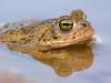 KreuzkrÃ¶te (Bufo calamita)