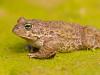 KreuzkrÃ¶te (Bufo calamita)