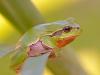 EuropÃ¤ischer Laubfrosch (Hyla arborea)
