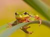 EuropÃ¤ischer Laubfrosch (Hyla arborea)