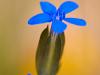 Schnee-Enzian (Gentiana nivalis)
