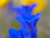 Alpen-Enzian (Gentiana alpina)