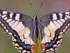 Schwalbenschwanz (Papilio machaon)