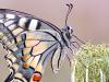 Schwalbenschwanz (Papilio machaon)