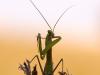 EuropÃ¤ische Gottesanbeterin (Mantis religiosa), MÃ¤nnchen