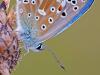 Himmelblauer BlÃ¤uling (Polyommatus bellargus)