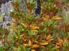 RostblÃ¤ttrige Alpenrose (Rhododendron ferrugineum)