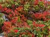 Heidelbeere (Vaccinium myrtillus), 
