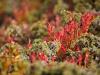 Heidelbeere (Vaccinium myrtillus), 