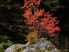 Herbst