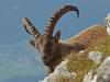 Alpensteinbock (Capra ibex)