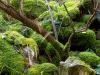 Urwald