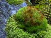 Urwald