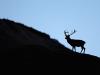 Rothirsch (Cervus elaphus)