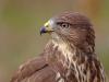MÃ¤usebussard (Buteo buteo)