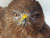 MÃ¤usebussard (Buteo buteo)