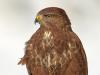 MÃ¤usebussard (Buteo buteo)