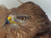 MÃ¤usebussard (Buteo buteo)