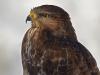 MÃ¤usebussard (Buteo buteo)