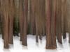 LÃ¤rchenwald