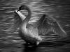 HÃ¶ckerschwan (Cygnus olor)