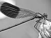 GebÃ¤nderte Prachtlibelle (Calopteryx splendens)
