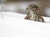 MÃ¤usebussard (Buteo buteo)