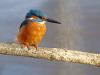 Eisvogel (Alcedo atthis)