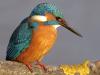 Eisvogel (Alcedo atthis)