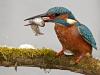 Eisvogel (Alcedo atthis)
