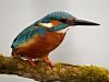 Eisvogel (Alcedo atthis)