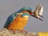 Eisvogel (Alcedo atthis)