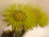 Huflattich (Tussilago farfara)