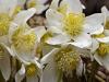 Schneerose (Helleborus niger)