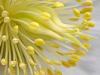 Schneerose (Helleborus niger)