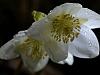Schneerose (Helleborus niger)